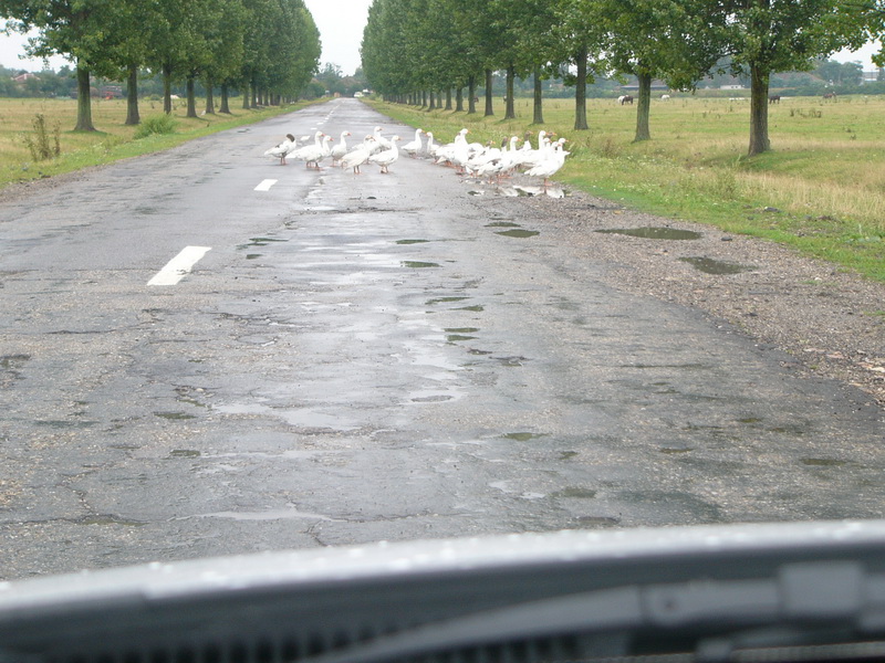 2004-08-27 12-35-34.JPG - RO zw. Crisineu-Cris und Ineu